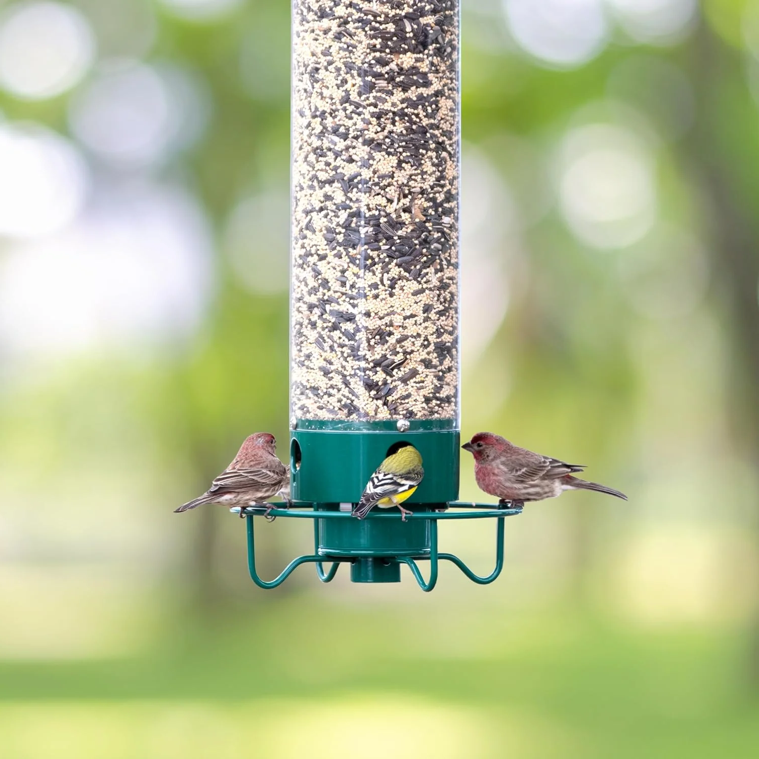Hangende Vogelvoeder met Eekhoornbeschermer Zaadbuis Voeder