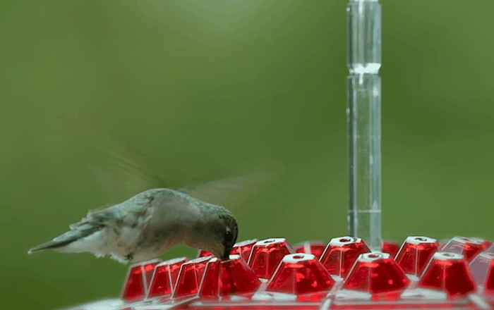 Buiten Hangende Kolibrievoeder met Mierenbeschermer Nectar Schotel