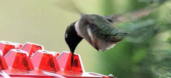 Buiten Hangende Kolibrievoeder met Mierenbeschermer Nectar Schotel