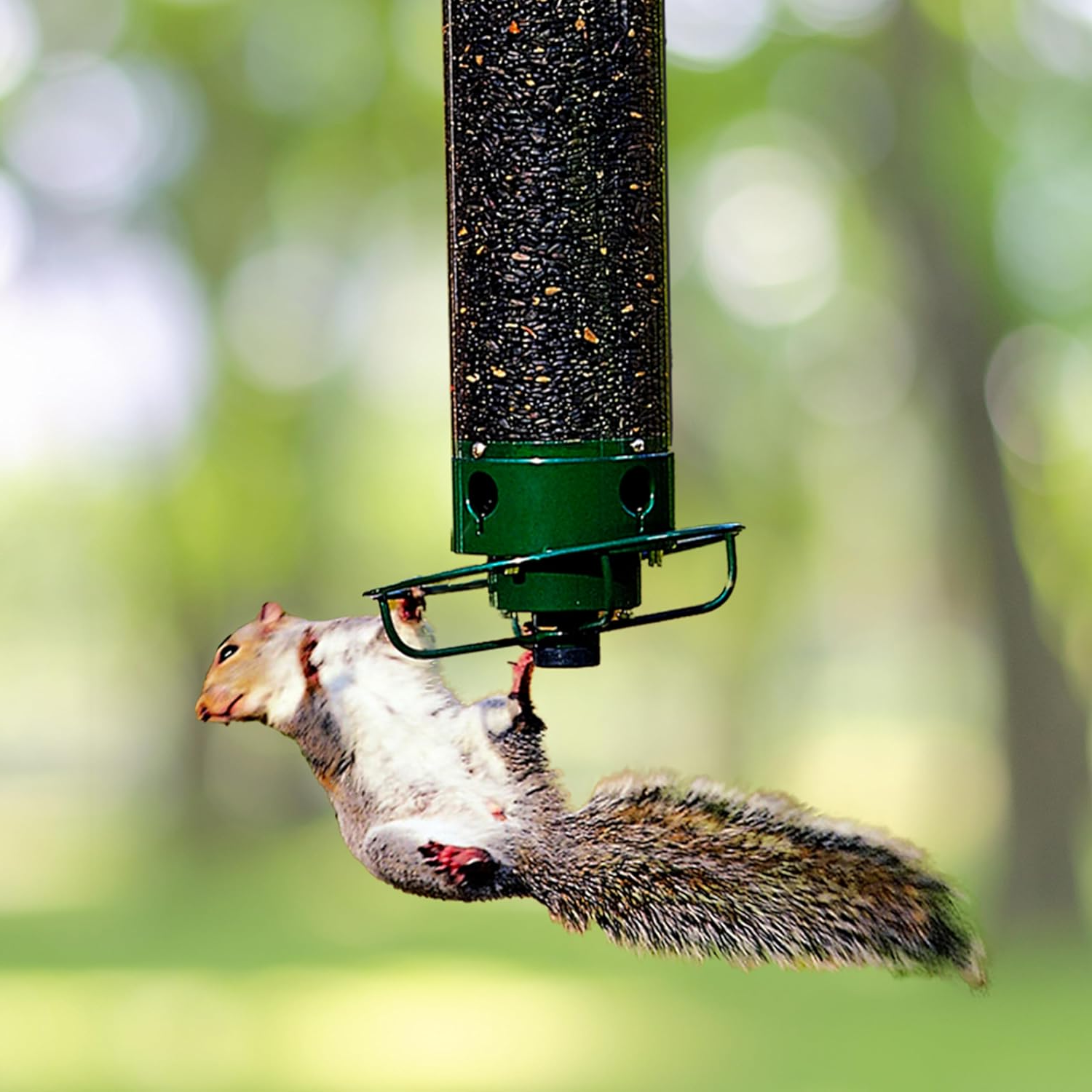 Hangende Vogelvoeder met Eekhoornbeschermer Zaadbuis Voeder