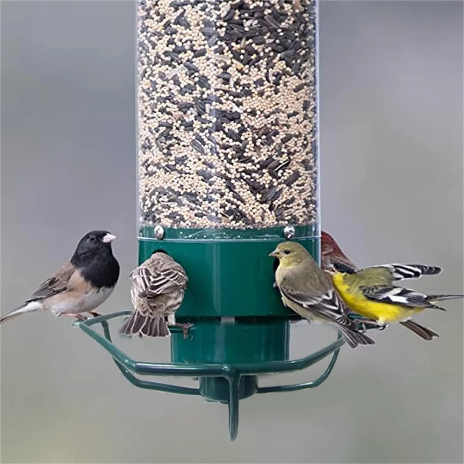 Hangende Vogelvoeder met Eekhoornbeschermer Zaadbuis Voeder